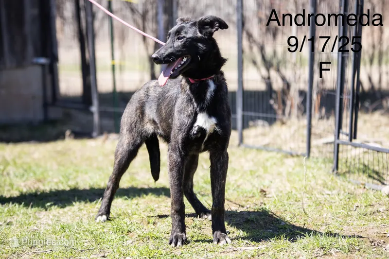 Andromeda  – Belgian Malinois, Dutch Shepherd puppy for sale in Minneapolis, MN