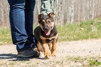 Coyote , a male Belgian Malinois and Border Collie for sale in Minneapolis, MN – 4 of 10