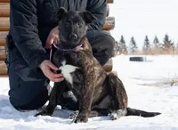 Comet, a male Belgian Malinois and Dutch Shepherd for sale in Minneapolis, MN – Photo 1 of 10