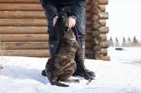 Comet, a male Belgian Malinois and Dutch Shepherd for sale in Minneapolis, MN – Photo 6 of 10