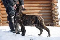 Comet, a male Belgian Malinois and Dutch Shepherd for sale in Minneapolis, MN – Photo 7 of 10