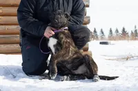 Comet, a male Belgian Malinois and Dutch Shepherd for sale in Minneapolis, MN – Photo 2 of 10
