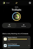 Comet, a male Belgian Malinois and Dutch Shepherd for sale in Minneapolis, MN – Photo 10 of 10