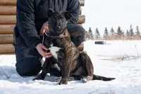 Comet, a male Belgian Malinois and Dutch Shepherd for sale in Minneapolis, MN – Photo 3 of 10