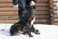 Comet, a male Belgian Malinois and Dutch Shepherd for sale in Minneapolis, MN – Photo 4 of 10