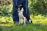 Rocket, a female Border Collie and Treeing Feist for sale in Minneapolis, MN – 1 of 5