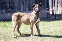 Athena, a female Belgian Malinois for sale in Minneapolis, MN – 3 of 4