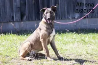 Athena, a female Belgian Malinois for sale in Minneapolis, MN – 1 of 4