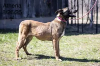 Athena, a female Belgian Malinois for sale in Minneapolis, MN – 4 of 4