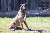 Athena, a female Belgian Malinois for sale in Minneapolis, MN – 2 of 4