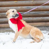 Fanta, a female Belgian Malinois and Old English Sheepdog for sale in Minneapolis, MN – Photo 1 of 4