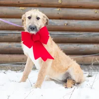 Fanta, a female Belgian Malinois and Old English Sheepdog for sale in Minneapolis, MN – Photo 3 of 4