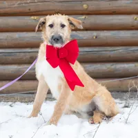 Fanta, a female Belgian Malinois and Old English Sheepdog for sale in Minneapolis, MN – Photo 2 of 4