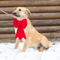 Fanta, a female Belgian Malinois and Old English Sheepdog for sale in Minneapolis, MN – Photo 4 of 4