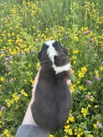 Justice , a male Saint Bernard for sale in Minneapolis, MN – 2 of 2