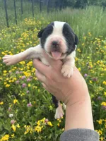 Liberty, a female Saint Bernard for sale in Minneapolis, MN – 2 of 3