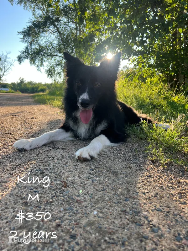 King – Border Collie puppy for sale in Minneapolis, MN