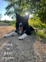 King, a male Border Collie for sale in Minneapolis, MN – 1 of 2
