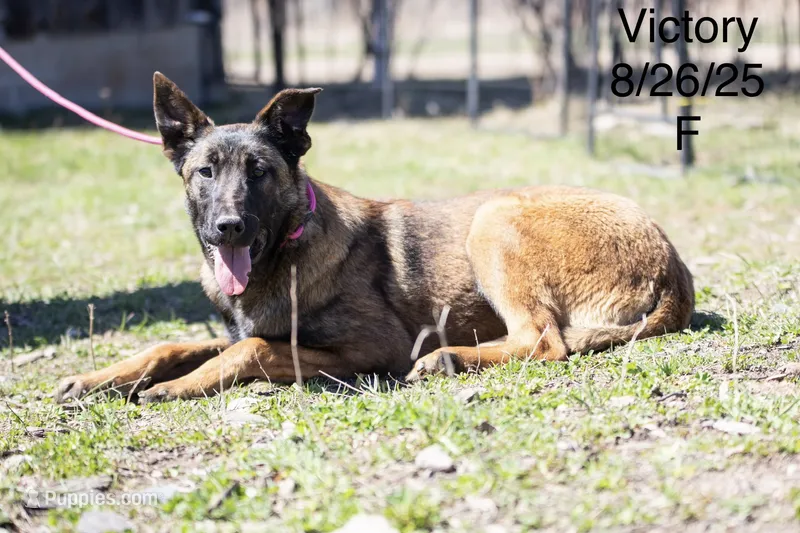 Victory – Belgian Malinois puppy for sale in Minneapolis, MN