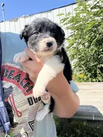 Dutchess, a female Border Collie for sale in Minneapolis, MN – 1 of 5