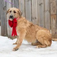 Crush, a male Belgian Malinois and Old English Sheepdog for sale in Minneapolis, MN – Photo 3 of 3