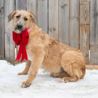 Crush, a male Belgian Malinois and Old English Sheepdog for sale in Minneapolis, MN – Photo 1 of 3