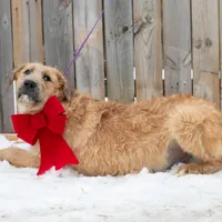 Crush, a male Belgian Malinois and Old English Sheepdog for sale in Minneapolis, MN – Photo 2 of 3