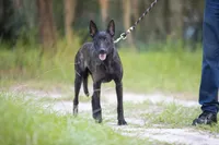 Viper, a female Belgian Malinois and Dutch Shepherd for sale in Minneapolis, MN – 3 of 4