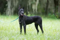 Luna, a female Belgian Malinois and Dutch Shepherd for sale in Minneapolis, MN – 4 of 4