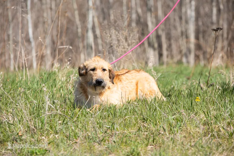 Fanta – Belgian Malinois, Old English Sheepdog puppy for sale in Minneapolis, MN