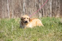 Fanta, a female Belgian Malinois and Old English Sheepdog for sale in Minneapolis, MN – 1 of 2