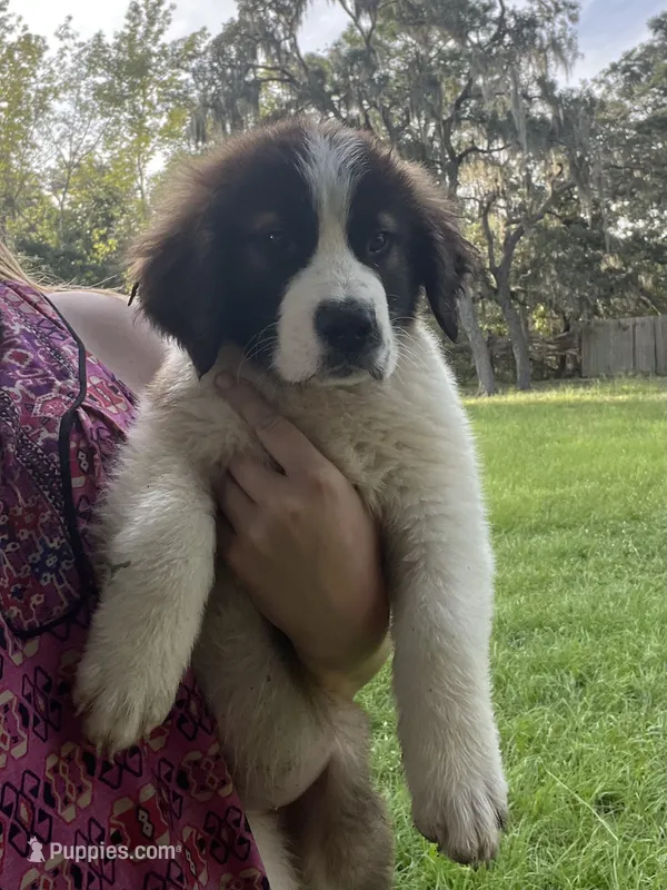 Justice  – Saint Bernard puppy for sale in Minneapolis, MN