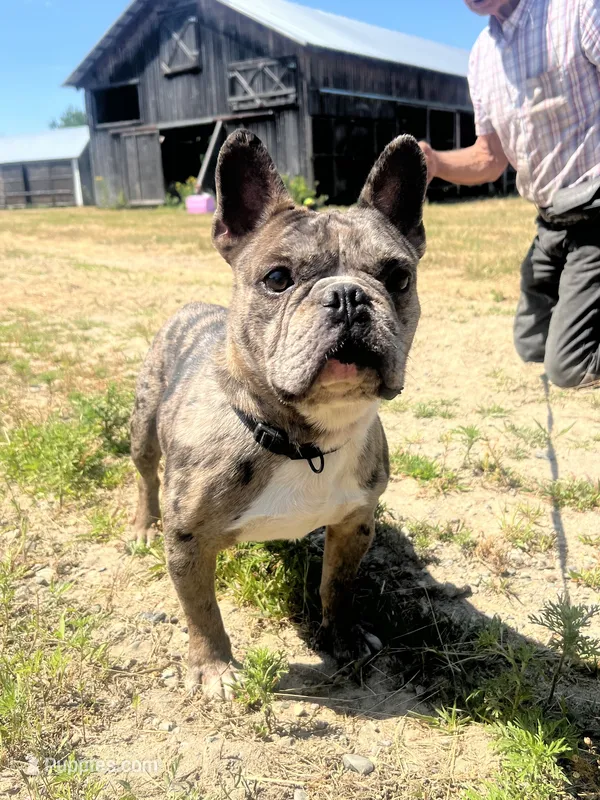 King  – French Bulldog puppy for sale in Minneapolis, MN