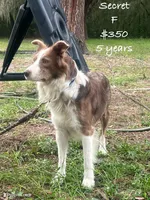 King, a male Border Collie for sale in Minneapolis, MN – 2 of 2