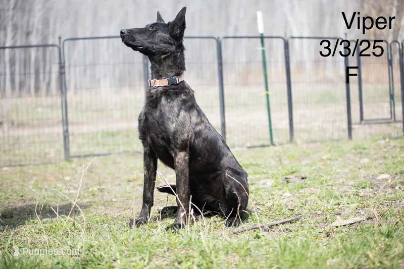 Viper – Belgian Malinois, Dutch Shepherd puppy for sale in Minneapolis, MN