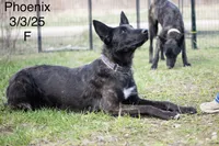 Phoenix , a female Belgian Malinois and Dutch Shepherd for sale in Minneapolis, MN – 2 of 5