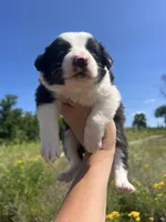 Kate, a female Border Collie for sale in Minneapolis, MN – 3 of 5