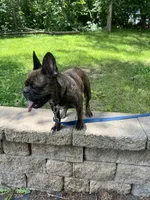 Missy, a female French Bulldog for sale in Minneapolis, MN – 2 of 3