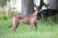 Victory, a female Belgian Malinois for sale in Minneapolis, MN – 3 of 5