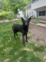Kratos, a female Belgian Malinois and Dutch Shepherd for sale in Minneapolis, MN – 3 of 4