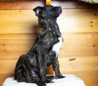 processed/68915448-dbff-45bc-bf34-f64a0a1a0c42/listing/d33d9ca8-ea8a-4f8a-ad46-e28c9442e8d2/20770ffd-e5b0-4780-9137-0e400f25efba