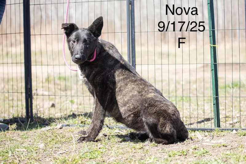 Nova – Belgian Malinois, Dutch Shepherd puppy for sale in Minneapolis, MN