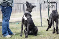 Phoenix , a female Belgian Malinois and Dutch Shepherd for sale in Minneapolis, MN – 4 of 5