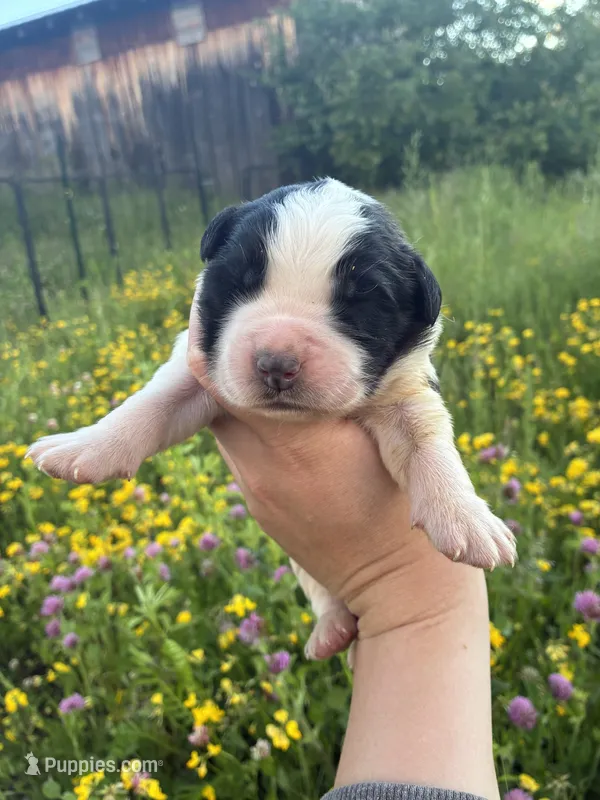Justice  – Saint Bernard puppy for sale in Minneapolis, MN