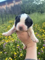 Justice , a male Saint Bernard for sale in Minneapolis, MN – 1 of 2
