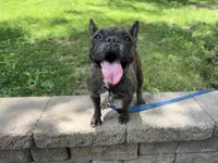 Missy, a female French Bulldog for sale in Minneapolis, MN – 3 of 3