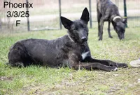 Phoenix , a female Belgian Malinois and Dutch Shepherd for sale in Minneapolis, MN – 3 of 5