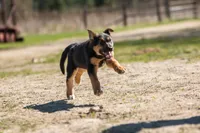 Coyote , a male Belgian Malinois and Border Collie for sale in Minneapolis, MN – 6 of 10