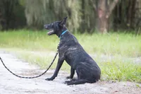 Viper, a female Belgian Malinois and Dutch Shepherd for sale in Minneapolis, MN – 4 of 4