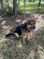 Zeus, a male German Shepherd Dog for sale in Minneapolis, MN – 2 of 4